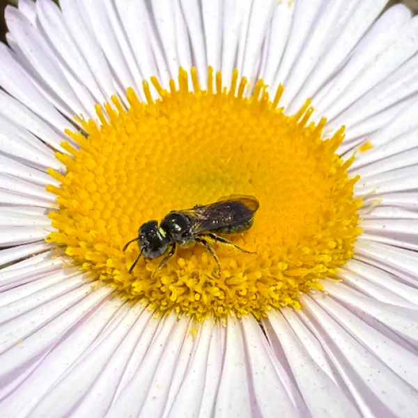 Small Carpenter Bee