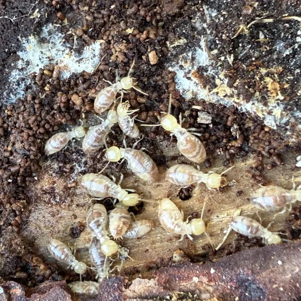 Pacific Dampwood Termites (immatures)